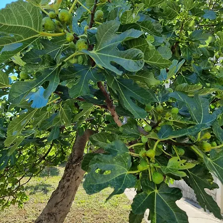 Enjoy Split, New In The Center With A Private Garden 아파트 *