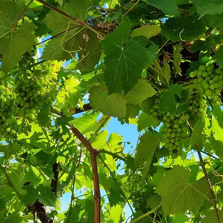 Enjoy Split, New In The Center With A Private Garden 스플리트