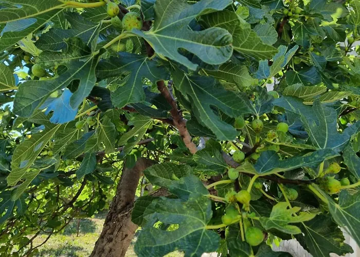 Enjoy Split, New In The Center With A Private Garden Apartamento *