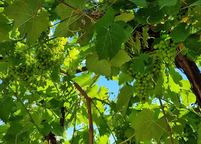 Enjoy Split, New In The Center With A Private Garden Split